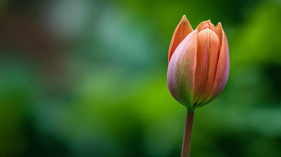 fleuraison fleuraison