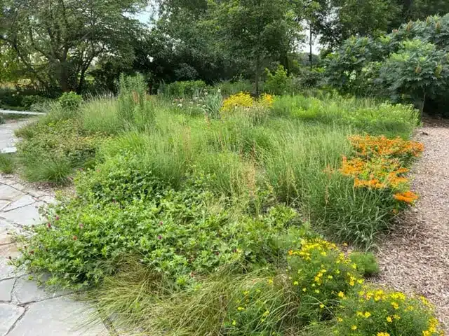 Mauvaise herbe jardin