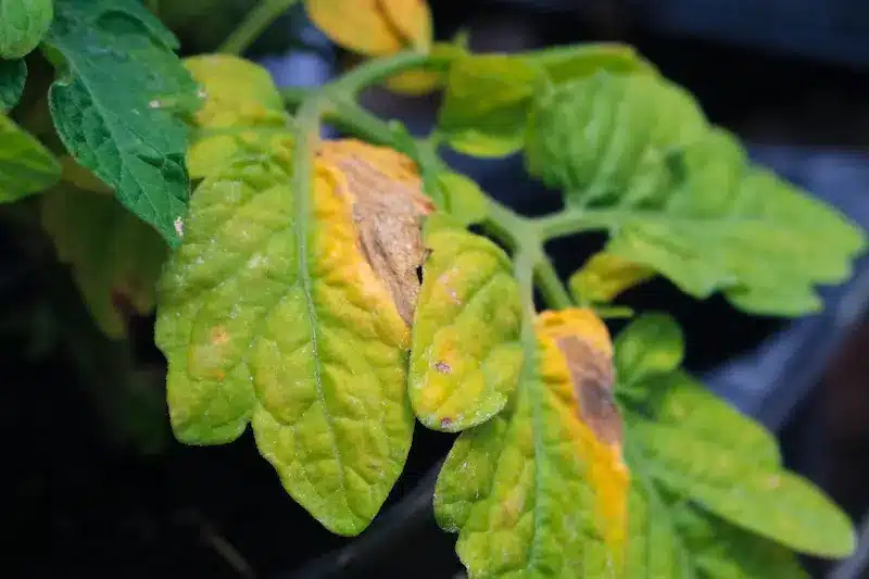 la chlorose