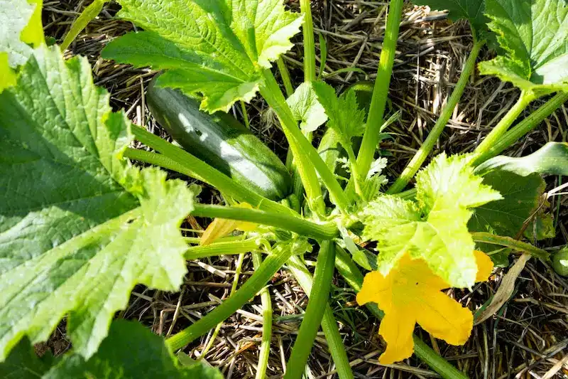 paillage courgette