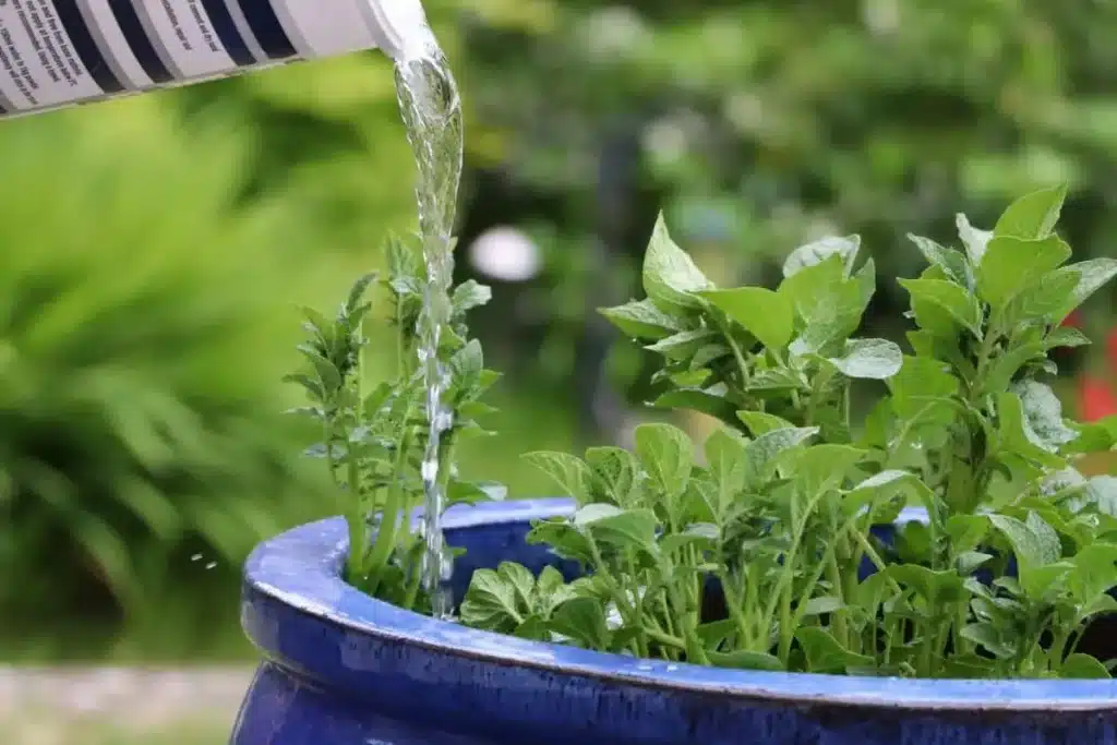 arrosage pot potager