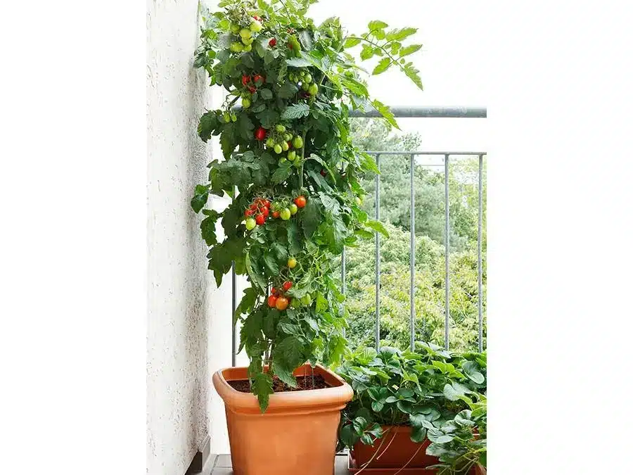 tomate cerise en pot