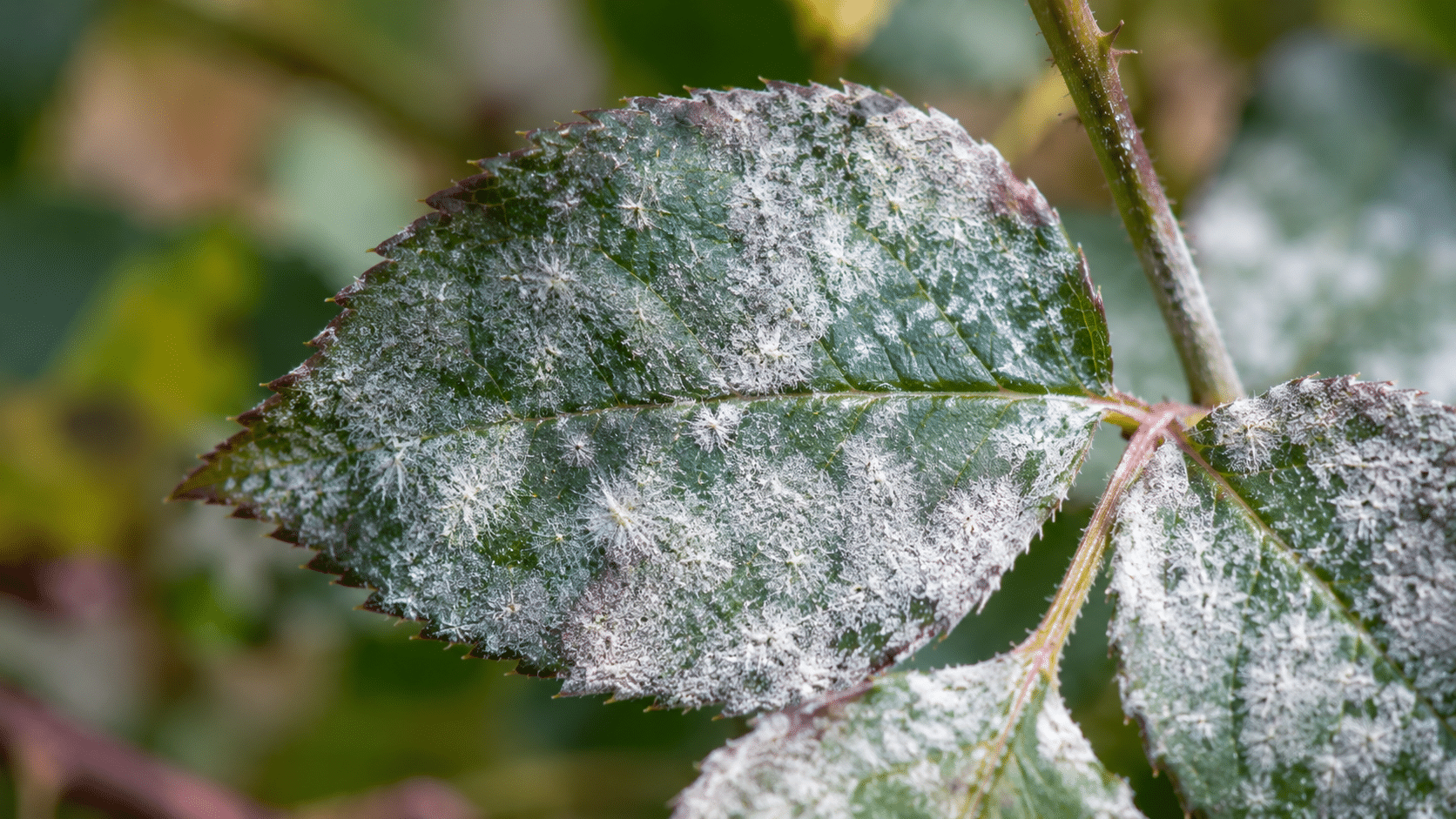Feuille verte avec moisissure poudreuse Feuille verte avec moisissure poudreuse