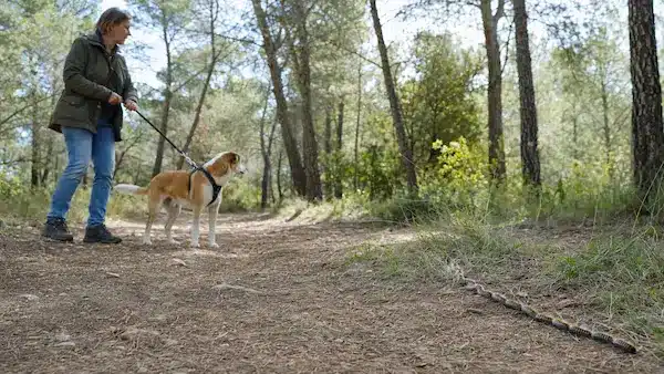 Chien à distance des chenilles processionnaires Chien à distance des chenilles processionnaires