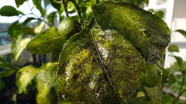 Citronnier infesté Citronnier infesté