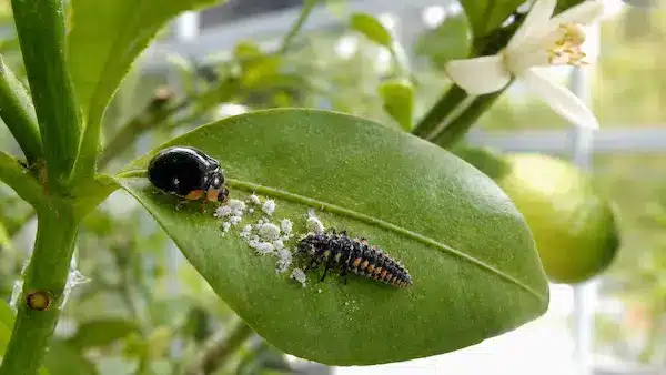Coccinelle contre les cochenilles Coccinelle contre les cochenilles