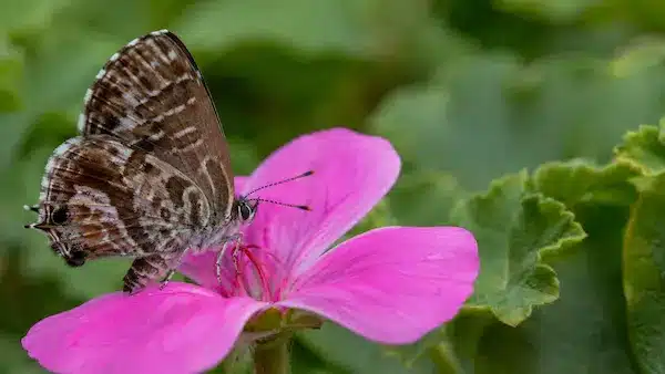 Brun du pélargonium sur une fleur de géranium