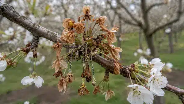 Fleurs de cerisier touchées par la moniliose Fleurs de cerisier brunies par la moniliose