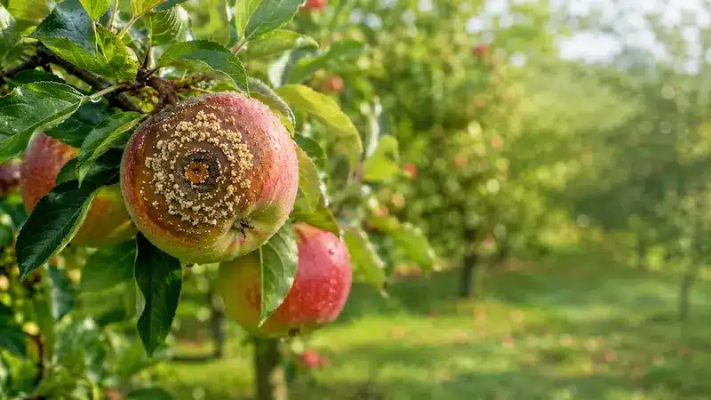 Moniliose sur une pomme dans un verger