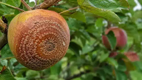 Symptômes de la moniliose sur une pomme Pomme atteinte de moniliose avec des pustules concentriques