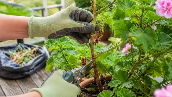 Taille d’une tige de géranium infestée
