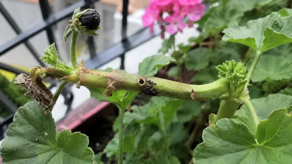 Tige de géranium attaquée par le papillon