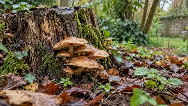 Champignons poussant sur une souche humide dans un jardin