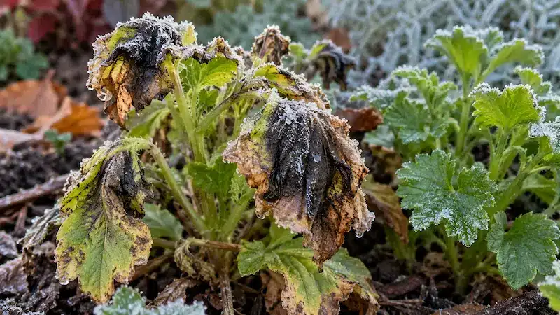 Feuilles noircies et abîmées par le gel