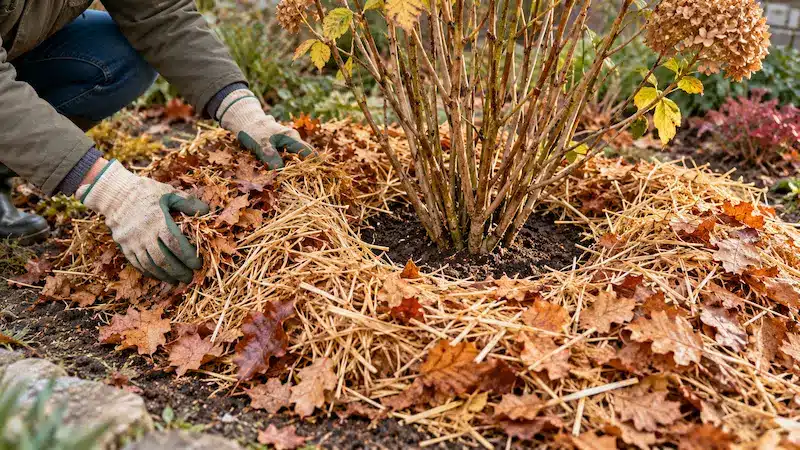 Paillage de feuilles et de paille protégeant un arbuste du gel